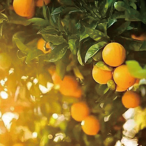 1605746943530721.jpg 橘子.jpg