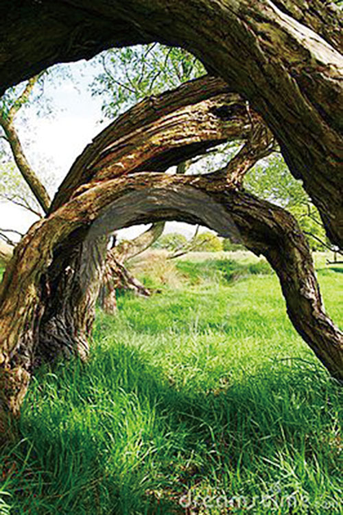 1606264748583159.jpg 弯树.jpg