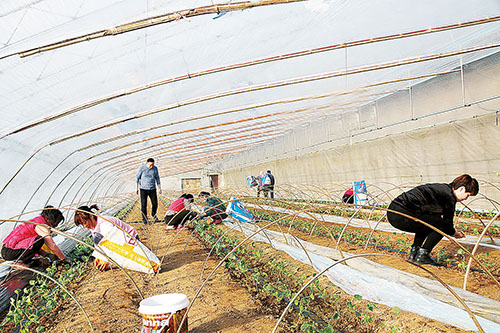 左伟波夫妇正在甜瓜大棚移苗.jpg