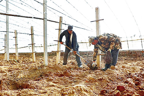 在正浩顺发果蔬专业合作社的葡萄大棚，挖坑、栽苗、修理大棚等工作有条不紊进行着.jpg