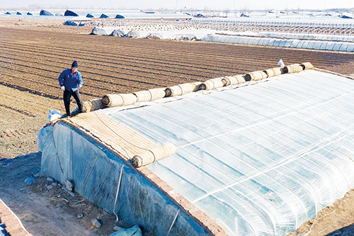 菜农及时收草帘子留风口，控制大棚温度。.jpg