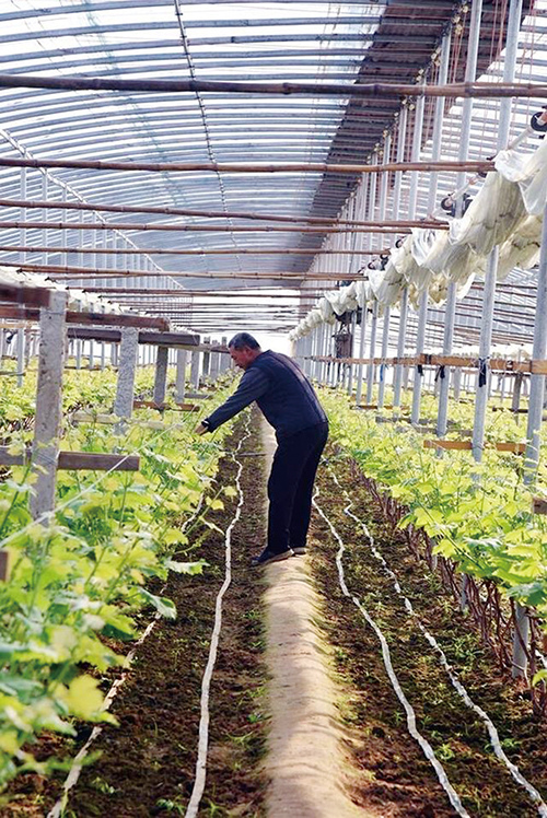 院上镇葡萄大棚里的农民正在精心管理。.jpg
