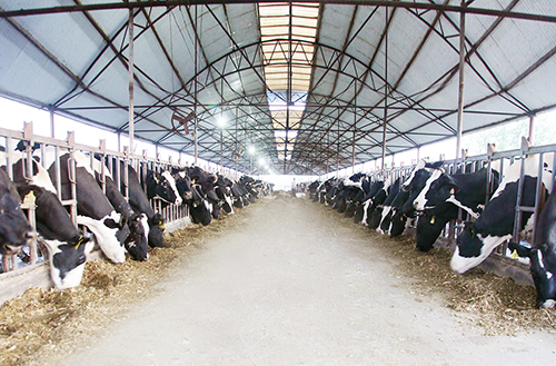 1614302513586426.jpg 3榕晰牧业现代化饲喂车间.jpg