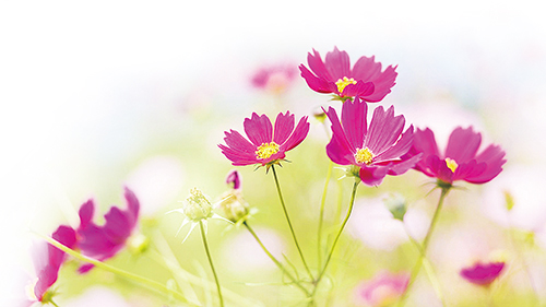 1615424005304855.jpg c-ssl.jpg