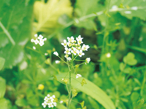 1615862542547560.jpg 荠菜花.jpg