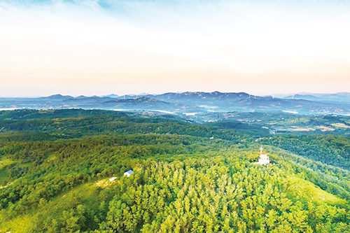 大青山省级森林公园丛林浸染。      盖秀丽摄.jpg