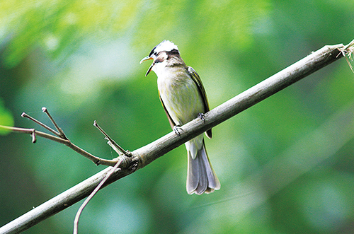 1616115538780976.jpg 四版2.jpg