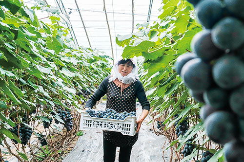 1619743629172305.jpg 葡萄1.jpg