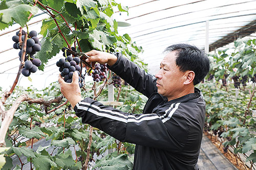 1619743638130507.jpg 葡萄2.jpg