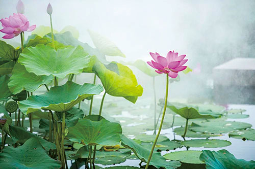 夏雨荷 摄影：李晓燕.jpg