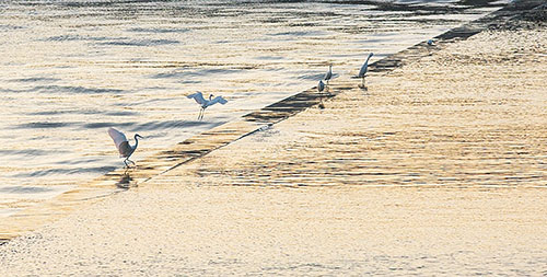 白鹭在大沽河嬉戏  张言哲摄.jpg