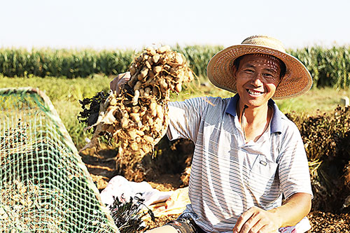 院上镇堆金岭自然村农民迎来花生丰收.jpg