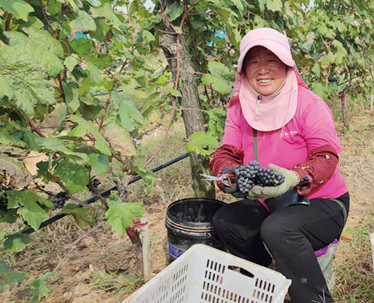 九顶庄园葡萄又获丰收8a.jpg