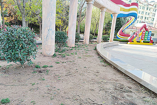 1636592005783536.jpg 花坛内沙土裸露.jpg