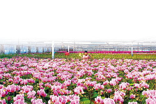 1639531297238417.jpg 2蝴蝶兰2.jpg