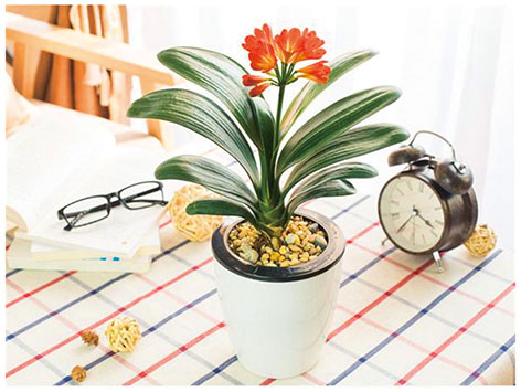 1639618084384842.jpg juzilan.jpg