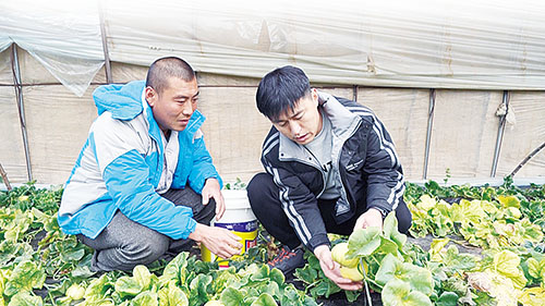 1640911963813165.jpg 马连庄甜瓜抢.jpg