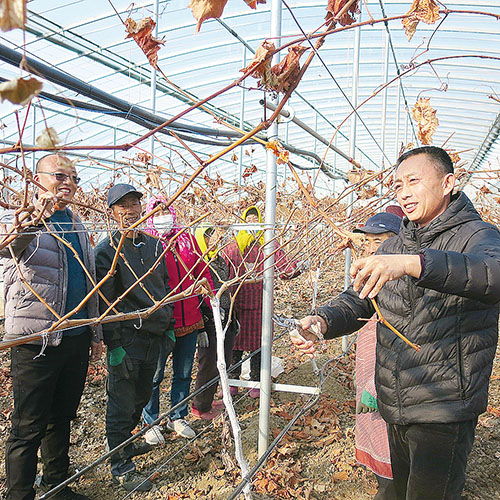 1640911973460937.jpg 葡萄.jpg