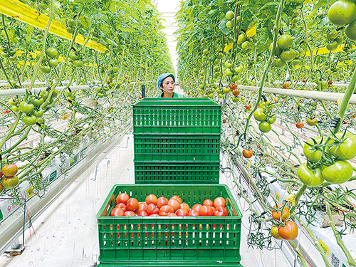 2中建材·凯盛浩丰农业有限公司智能化大棚内工人采摘番茄.jpg
