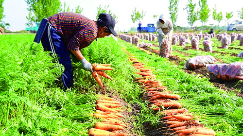 1652141867909667.jpg 胡萝卜.jpg