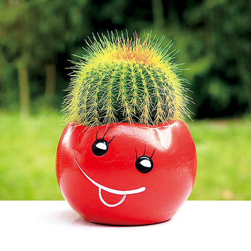 1653006744557800.jpg 仙人球.jpg