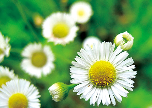 1653006774421642.jpg 飞 蓬.jpg