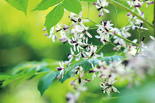 1658446715627592.jpg 苦楝树.jpg