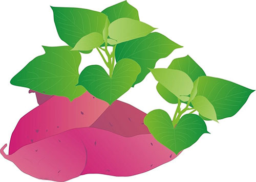 1660177807408739.jpg 地瓜.jpg