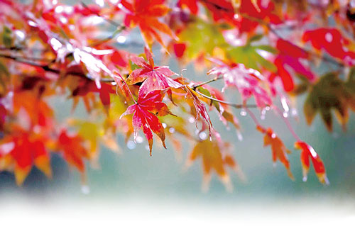 1663807106152632.jpg 秋雨.jpg