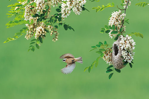 1666831234642296.jpg 4《花与鸟》张瑞生 摄.jpg