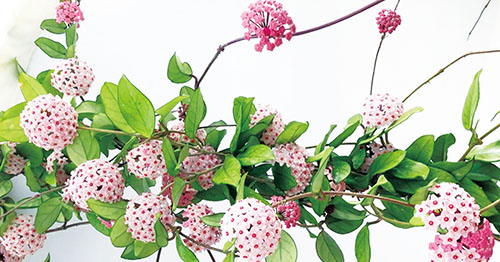 1668042000889598.jpg 4版球兰.jpg