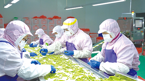 1674962451247944.jpg 1 金叶公司不停工.jpg