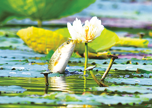 1677725336554914.jpg 4版鱼.jpg