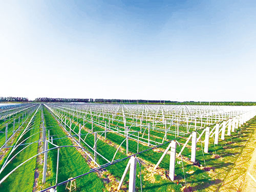 1679620387246026.jpg 3版 第二部分-无核葡萄种植项目.jpg