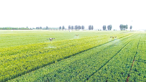 1684889998558992.jpg 2版 小麦05.jpg