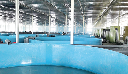 1686705716224014.jpg 七彩种业.jpg