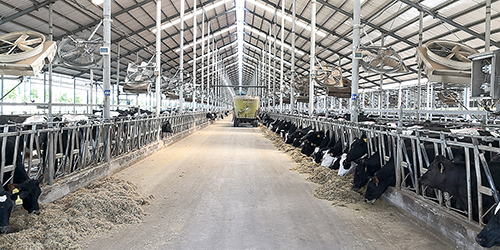 1686705780756327.jpg 荷斯坦奶牛2.jpg