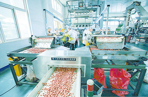 1686705818658823.jpg 花生加工2.jpg