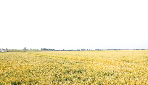 1686705840127373.jpg 万亩良田.jpg