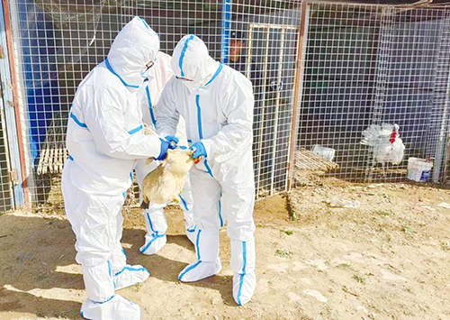 1688603384506048.jpg 2版.鸡.jpg