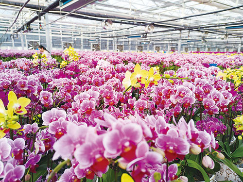 1706940316743281.jpg 乡村—蝴蝶兰.jpg