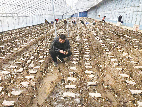 1706940340540197.jpg 乡村——羊肚菌产业.jpg