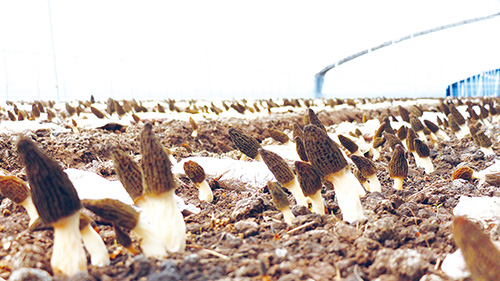 1707028100966088.jpg 夏格庄—西夏格庄村共富公司羊肚菌产业基地.jpg