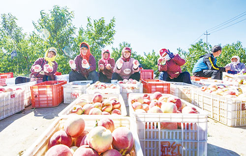 1707029920762798.jpg 南墅——袁家冬桃丰收场景.jpg