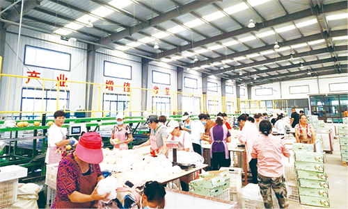 1707030065872501.png 南墅——农产品预处理中心分拣场景.png