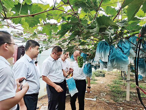 1707033568617587.jpg 农商行青岛农商银行普惠金融部、零售金融部及莱西支行调研本地葡萄种植园.jpg