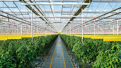 1707097233433650.jpg 浩丰智慧玻璃温室内景.jpg