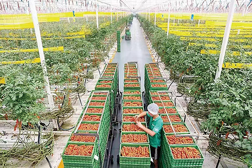 1707097240774659.jpg 浩丰一颗大番茄丰收.jpg