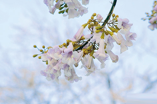 1723768918242871.jpg 4泡桐.jpg