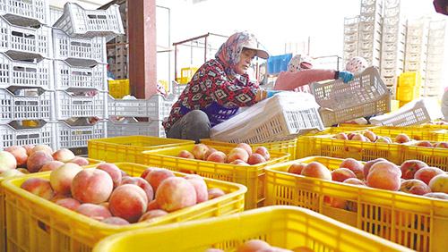 1729731787721831.jpg 2.枫叶.jpg